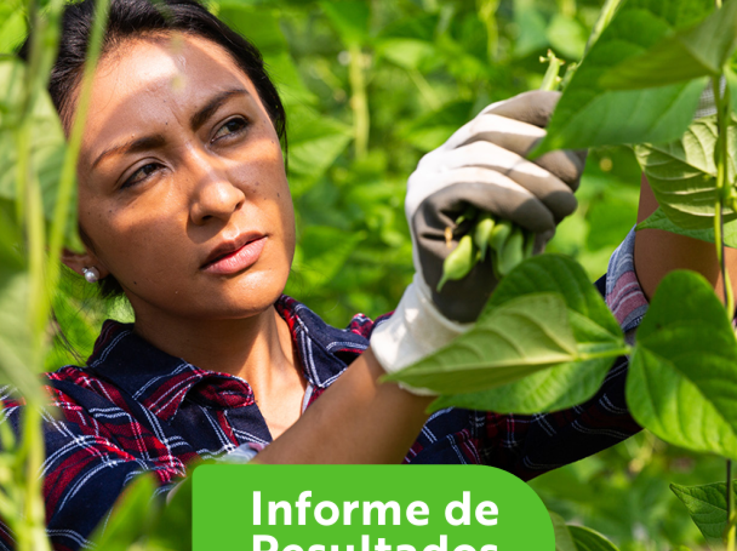 Mujer trabajando en el campo, en la cosecha de porotos verdes_portada del Informa de Resultados