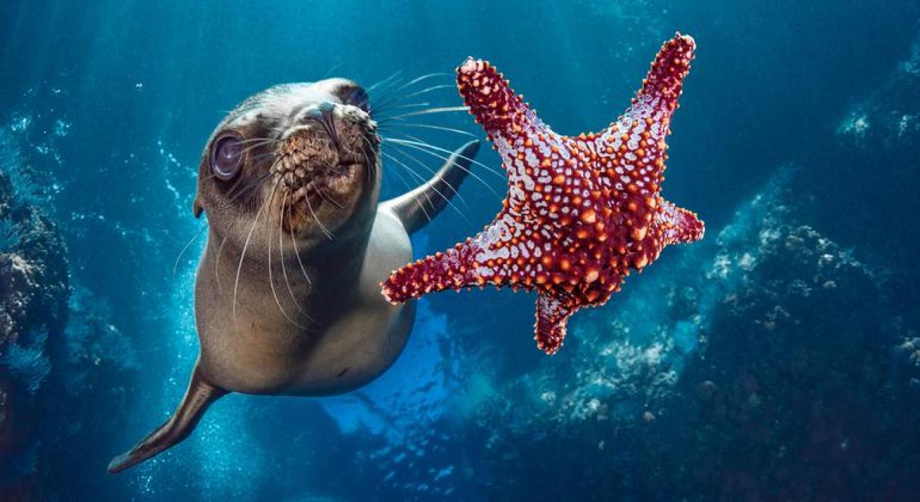  Un león marino nada junto a una estrella de mar
