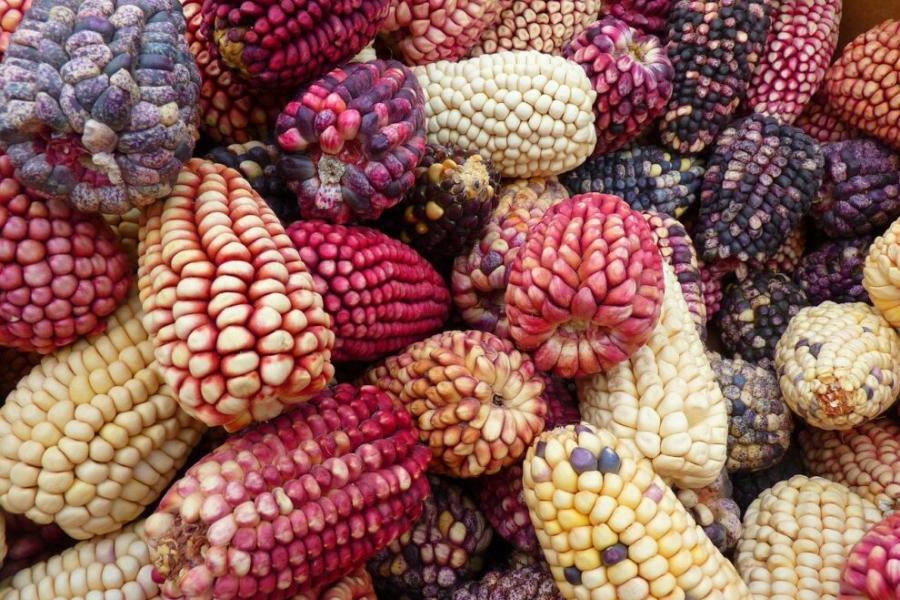 mix de maíz/choclo del proyecto Sipan que busca rescatar semillas ancestrales